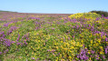 Découverte du Cap Fréhel Découverte du Cap Fréhel