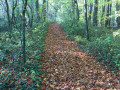 Un tapis de feuilles