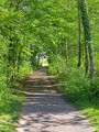 Un tunnel vert