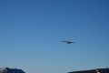 Un vol de vautour