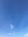Un vol de vautours