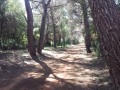 Une allée dans la forêt Une allée dans la forêt