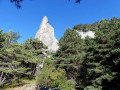 Une belle aiguille