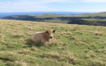 Une belle "Aubrac""