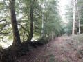 Une belle haie de hêtre et de charme en lisière de forêt