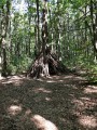 Une cabane du sous bois