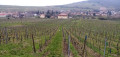 Une cigogne dans la vigne