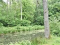 Une des nombreuses mares avec son couple de canards