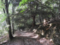 Une descente dans la forêt empreinte de mystère