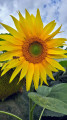 Une fleur de tournesol .