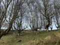 Une forêt de têtards