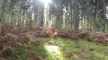 Une forêt un peu magique