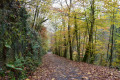 Une large allée forestière