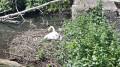 Une maman cygne en train de couver ses œufs.
