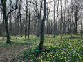 A myriad of daffodils!!!!