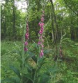 Fourqueux - Forêt de Marly - un circuit quand les chemins sont boueux