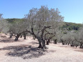 Une oliveraie