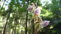Une orchidée étrange, rare et protégée visible en été sur le haut du circuit, l' Epipogon