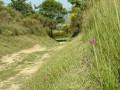 Une orchidée monte la garde sur le chemin Une orchidée monte la garde sur le chemin