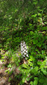 une orchis poupré