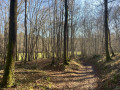 Une partie du sentier en forêt