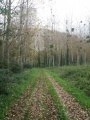 Une plantation de peupliers