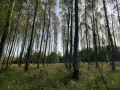 Une plantation