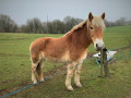 Une rencontre dans les champs