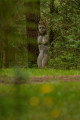 Une statue aux abords de l'étang d'Arfeuille