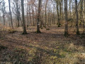 Une très belle forêt.