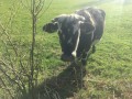 Une vache à frange Une vache à frange