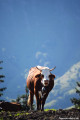 Une vache