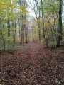 une vue de la forêt