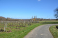 Une vue des vignes
