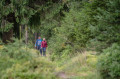 Unterwegs im Erzgebirgswald
