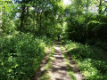 Upper Beeding circular - woodland just beyond Tottington Farm