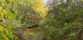 Urwald auf der Maulbeerinsel Urwald auf der Maulbeerinsel