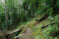 Zurück zum Urwald -Themenpfad in Schönau im Schwarzwald