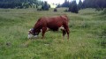 Vache Abondance