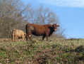 Vache Salers