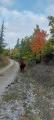 Vache au depart du sentier