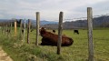 Vache au repos Vache au repos