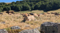 Vache Aubrac &agrave; proximit&eacute; du Refuge des Rajas