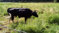 Vache Bretonne Pie Noir Vache Bretonne Pie Noir
