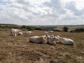 Vaches dans la plaine entre Etretat et Bénouville