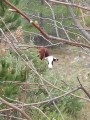 Vache en liberté