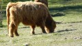 Vache Higland Vache Higland