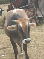 vache jersiaise