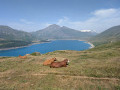Vue sur lac avec Vache