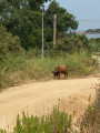 Taureau sur la piste